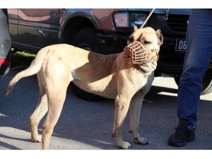 Türkiye genelinde 20 bin 843 adet tehlike arz eden köpek kayıt altına alındı