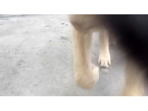 Video çekmek isterken telefonunu köpeğe kaptırdı