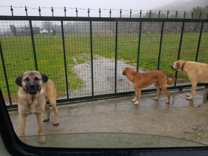 Hayvansever Alman kadının içinde köpeği bulunan aracını sopalar ve taşlarla parçaladılar