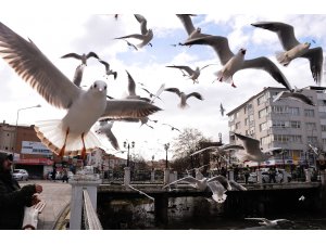 Yalova’da martıların simit kapma yarışı renkli görüntüler oluşturdu