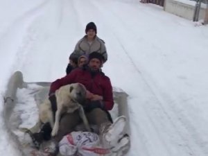 Köpeklerini de yanlarına aldılar, kanepeyle doyasıya kaydılar