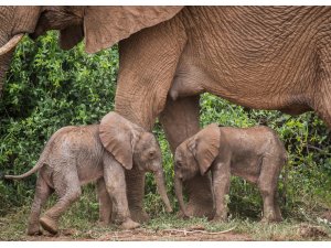 Kenya’da nadir olay: Fil ikiz doğurdu