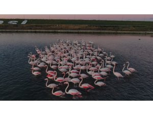 İstanbul’da flamingoların büyüleyici görüntüsü