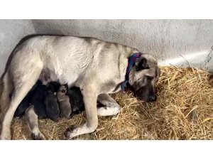 Kangal köpeği fırtınada doğum yaptı, sahibinin yaptığı yürekleri ısıttı