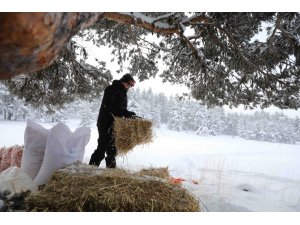 Bakan Pakdemirli kışın besin bulamayan yaban hayvanları için doğaya yem bıraktı