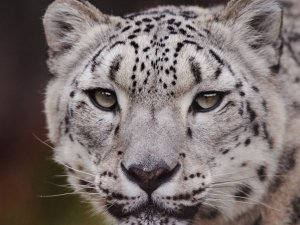 Polonya’da kar leoparı Covid-19 nedeniyle hayatını kaybetti