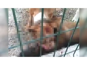 Kafesi parçalayan pitbull başka bir köpeği boğarak öldürdü