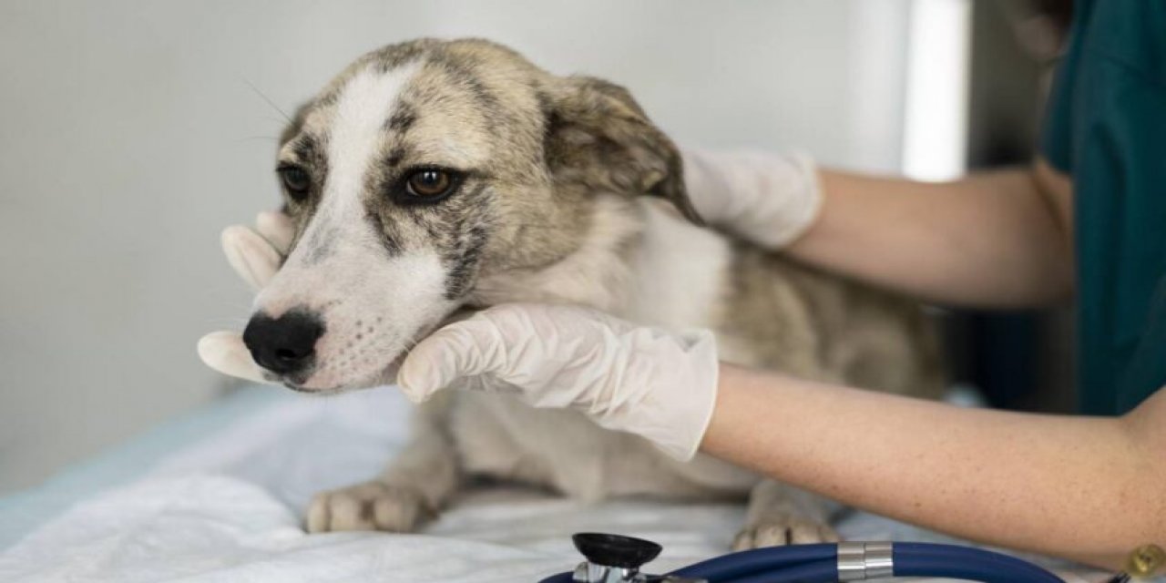 Köpeklerden insanlara bulaşan hastalık tespit edildi