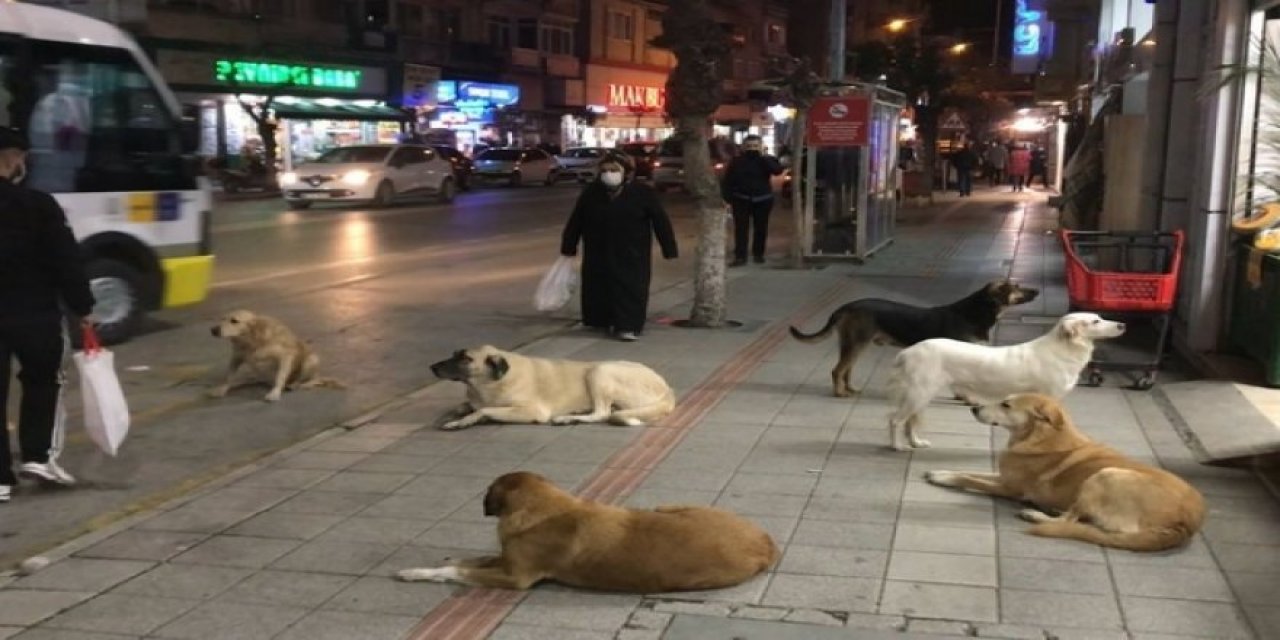 Türkiye’de 21 ayda sokak köpeklerinin saldırdığı 92 kişi hayatını kaybetti