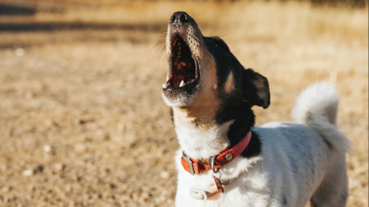 Ezan okunurken köpekler neden ulur?