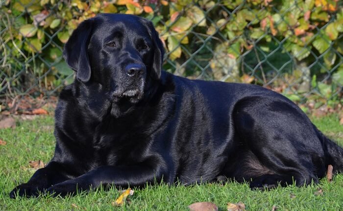 Rüyada köpek görmek ne anlama gelir? Rüyada köpek görmenin islami anlamı nedir?