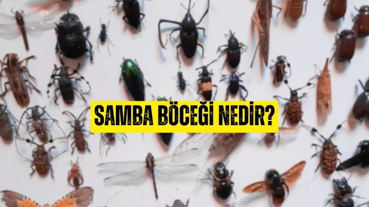 Samba böceği nedir? Samba Böceği Nerde Yaşar?