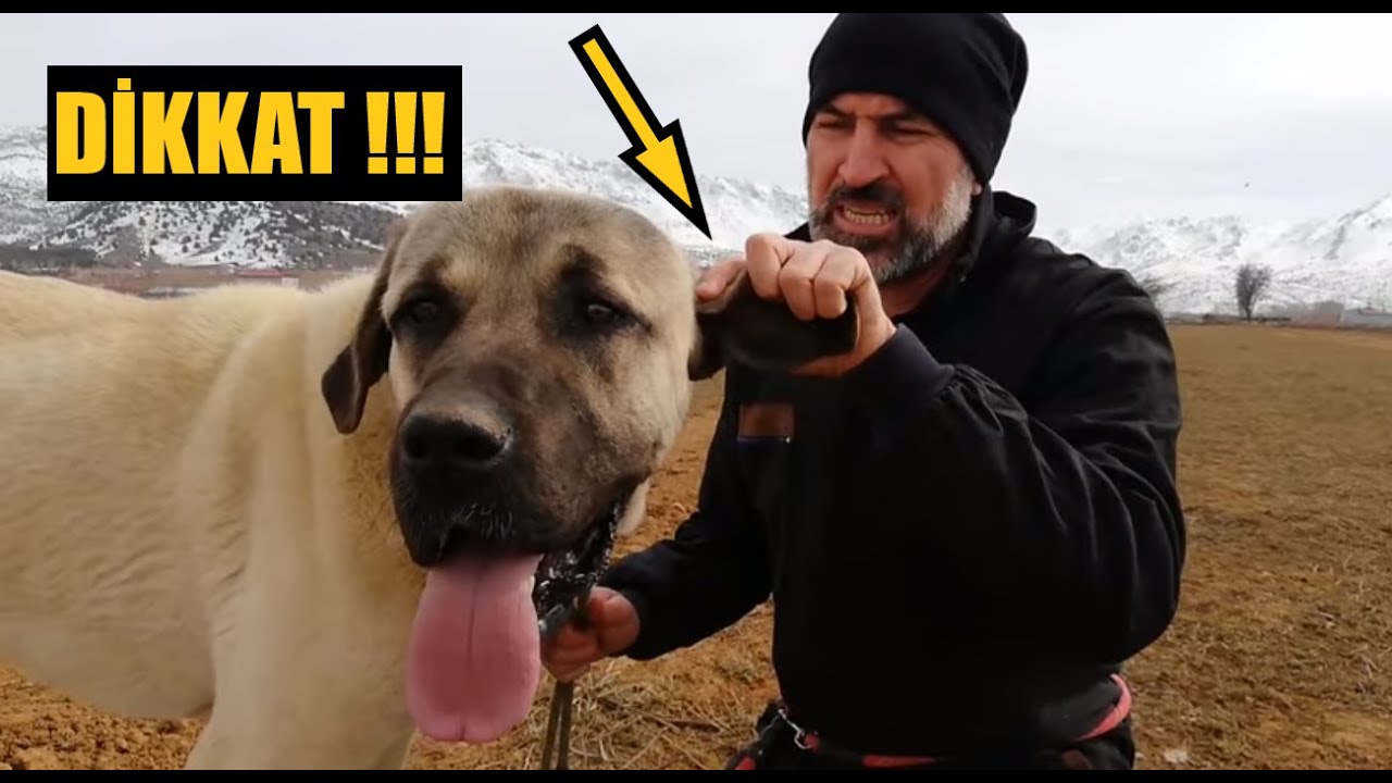 Köpeklerin Kulakları Neden Kesilir?