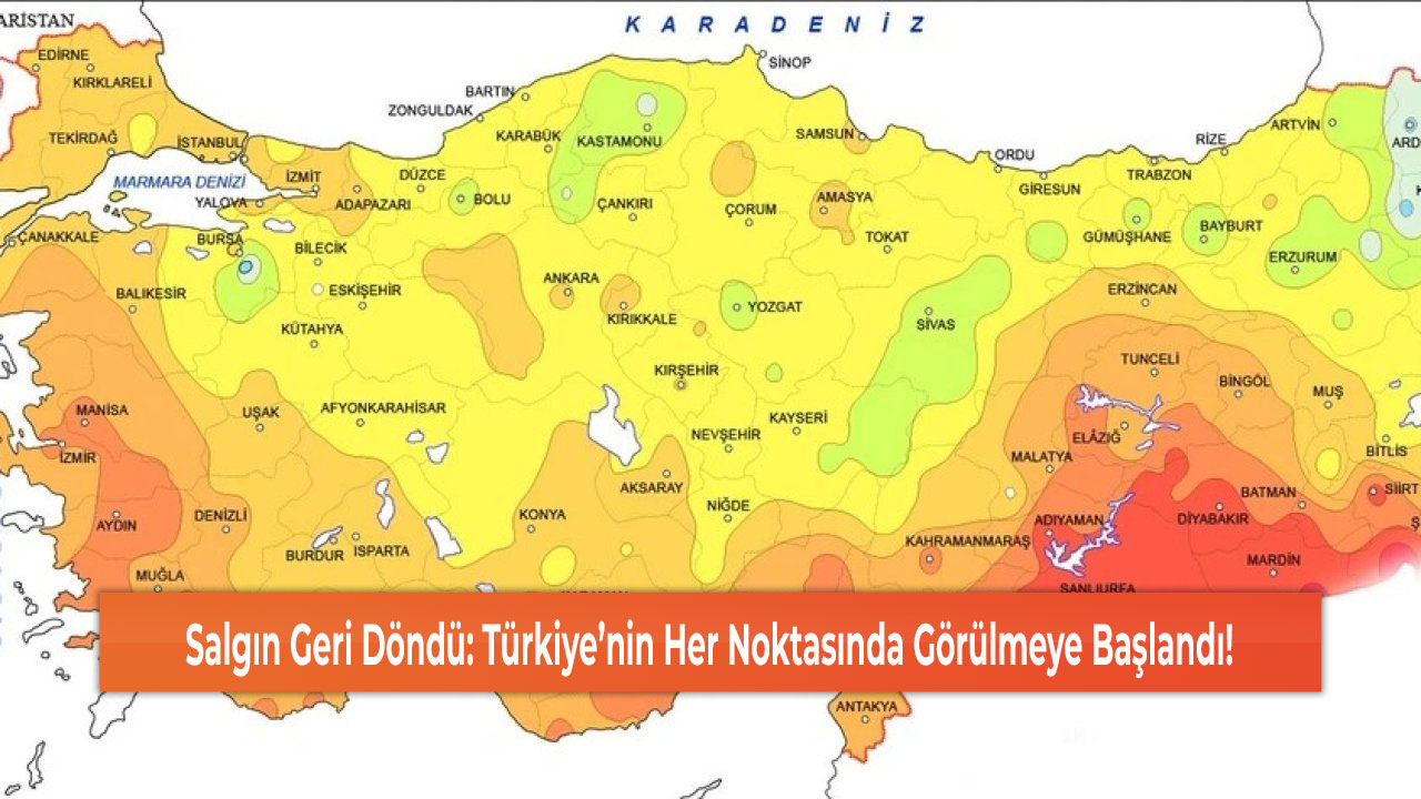 Salgın Geri Döndü: Türkiye’nin Her Noktasında Görülmeye Başlandı!