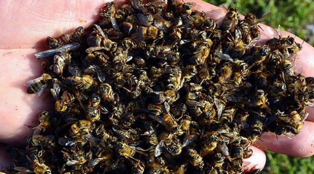 Arılar neden ölüyor? Toplu arı ölümlerinin nedeni nedir?