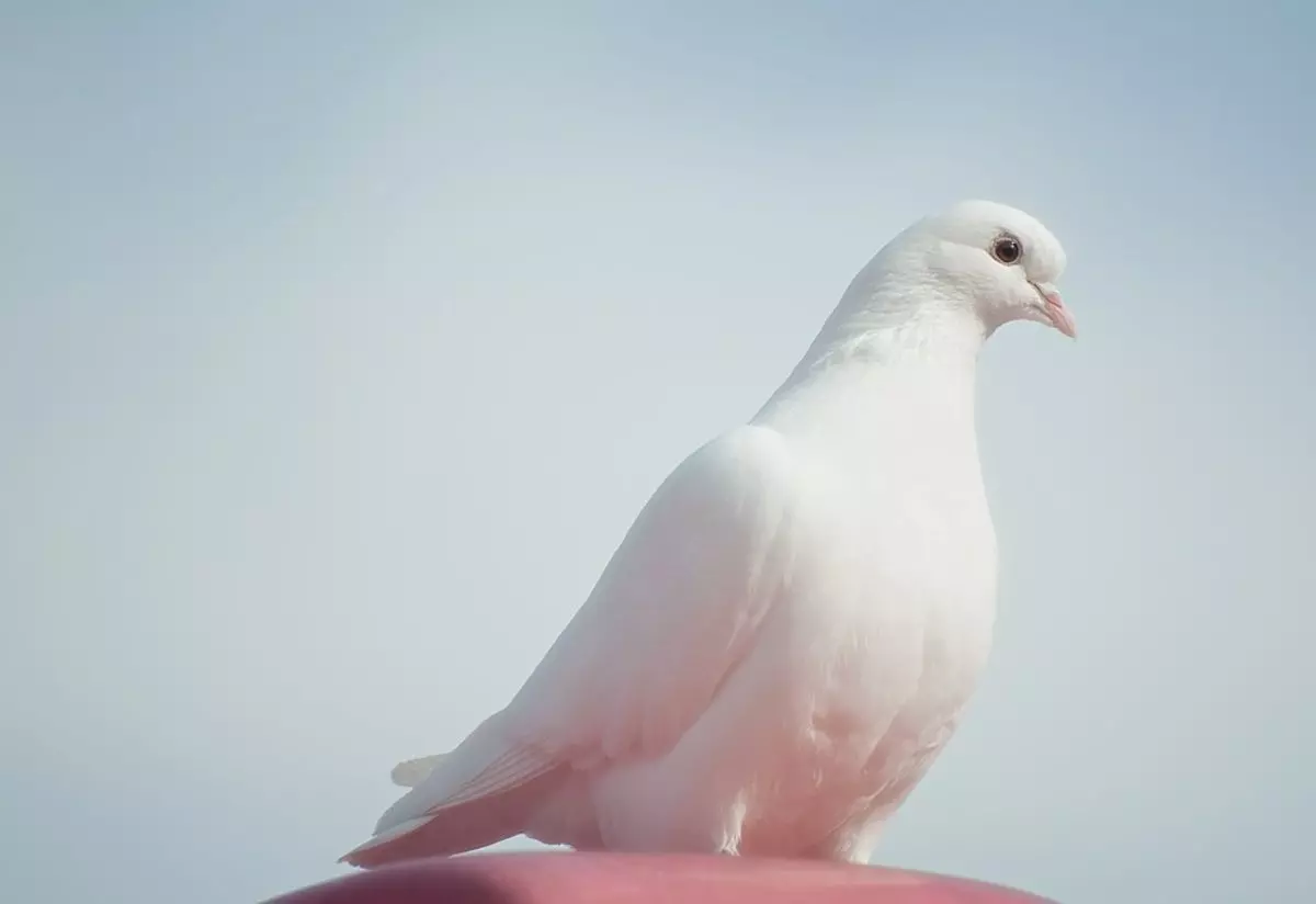 Rüyada beyaz güvercin görmenin anlamı nedir?