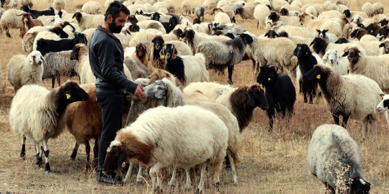 13 Kaburgalı Özel Gen: Norduz Koyunu