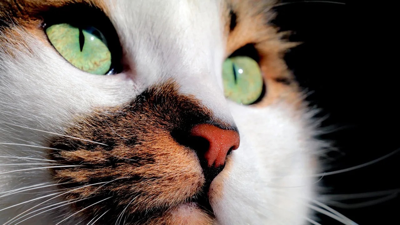 Rüyada eve kedi girdiğini görmenin anlamı nedir?
