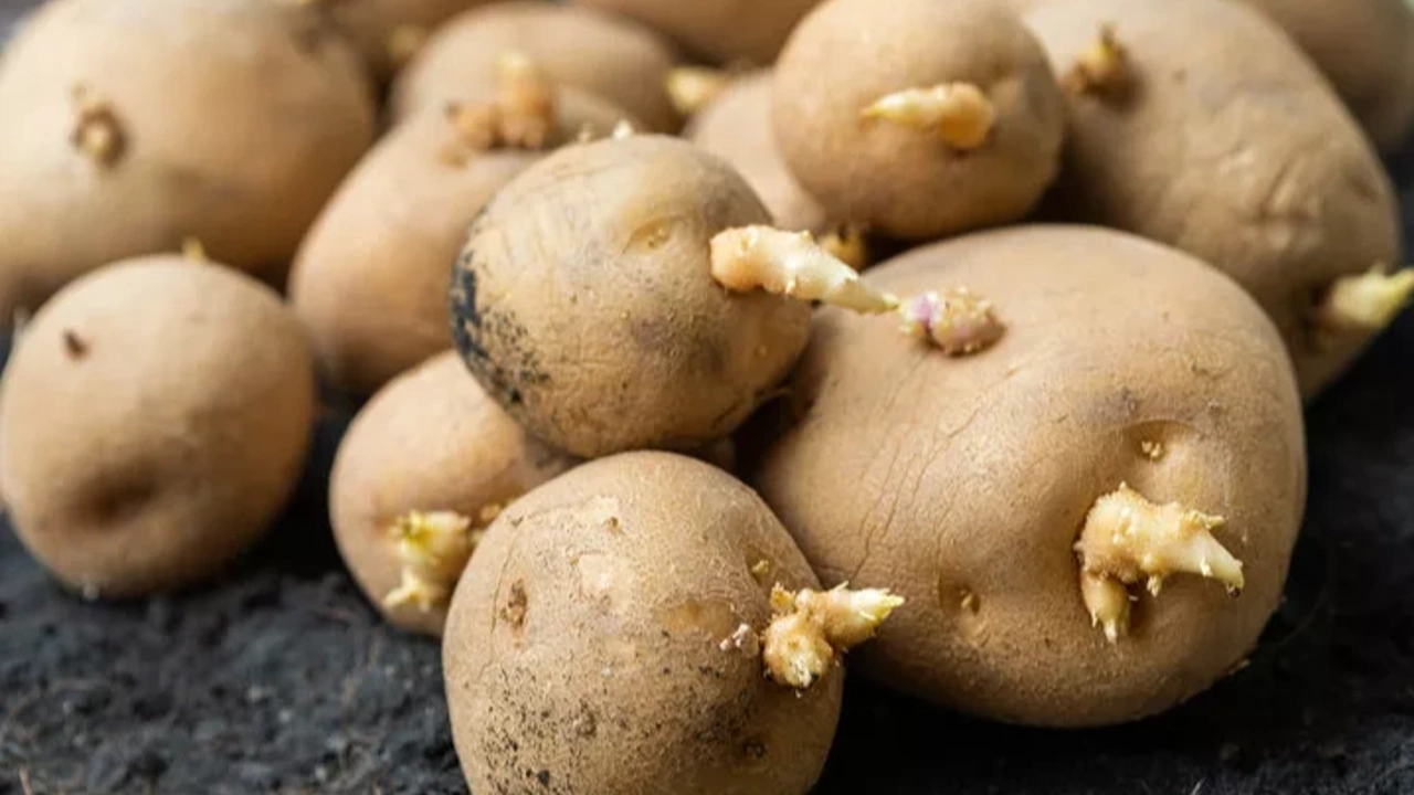 Filizlenmiş patates yenir mi sağlığa zararlı mı? Filizlenmiş patates kullanılır mı?