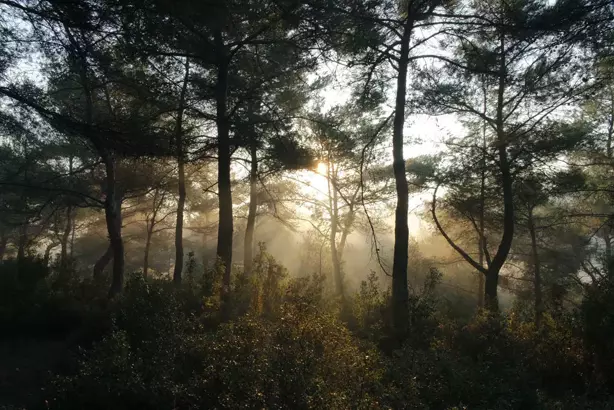 Rüyada orman görmek, rüyada ormanda yürümek ne anlama gelir?