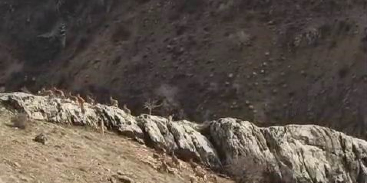 Nesilleri tehlike altında olan Dağ keçileri mahallede görüldü