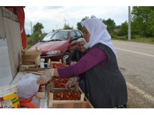 Bursa Çileği’nde ilk hasat başladı