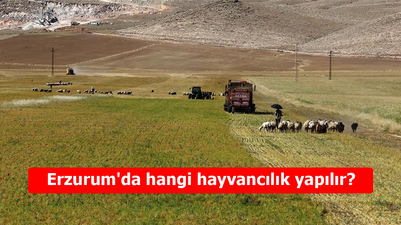 Erzurum'da hangi hayvancılık yapılır? Doğanın sunduğu zenginlik