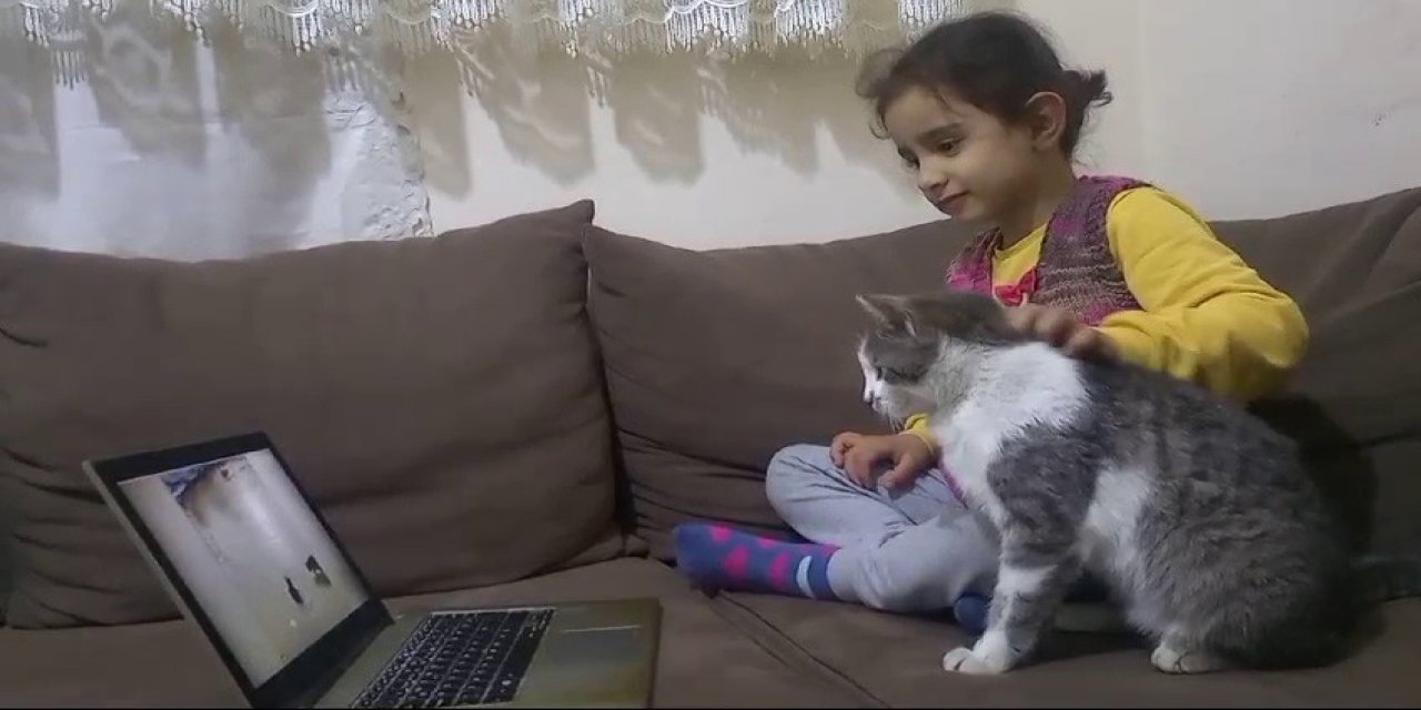 Kedi bilgisayar bağımlısı oldu