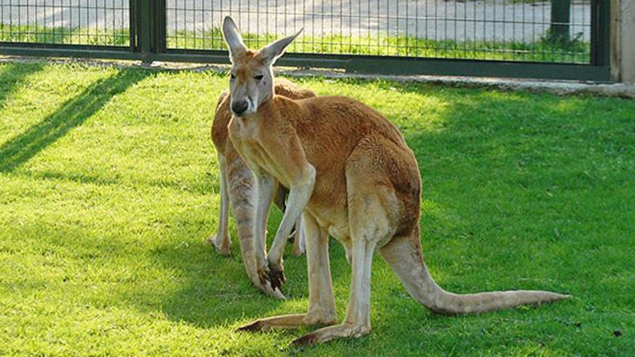 Kanguruların kuyrukları neden uzundur?