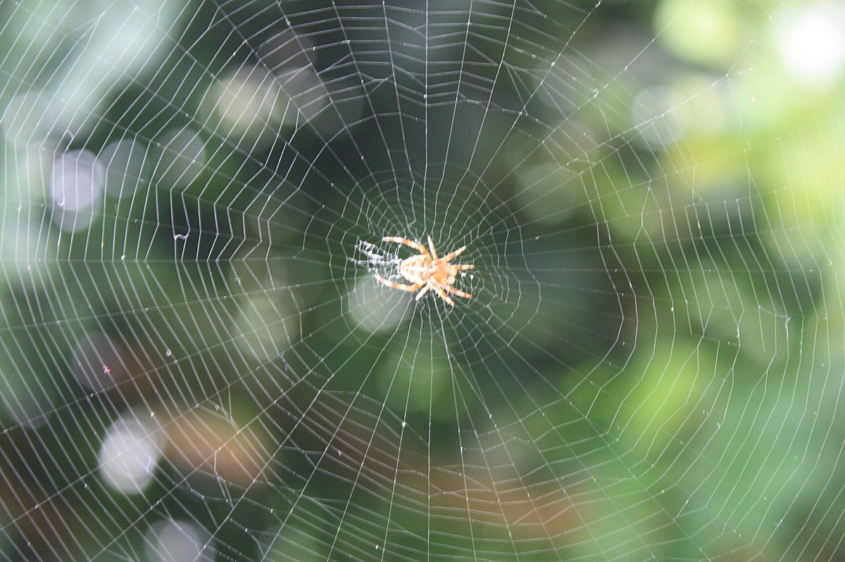 Rüyada örümcek ağı görmek ne anlama gelir?