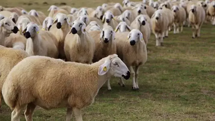 Rüyada koyun sağdığını görmek ne anlama gelir?