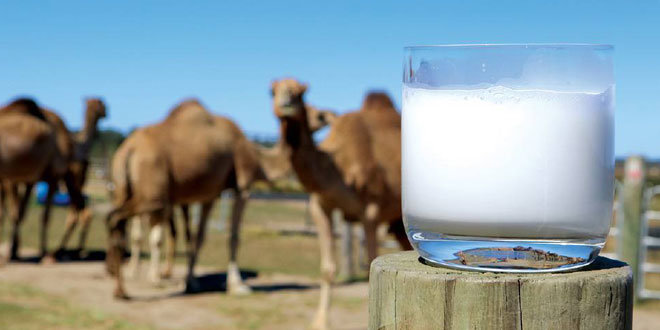Rüyada deve sütü içmek ne demek?