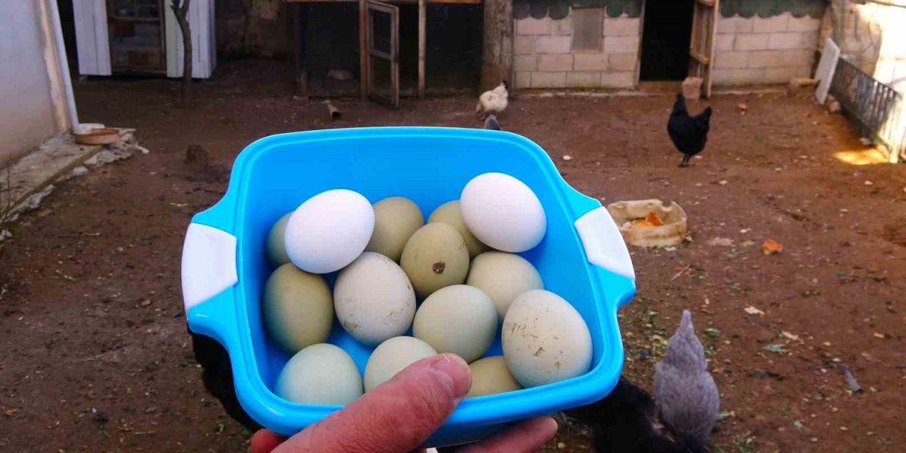 Bu tavukların yumurtasının tanesi 20 lira