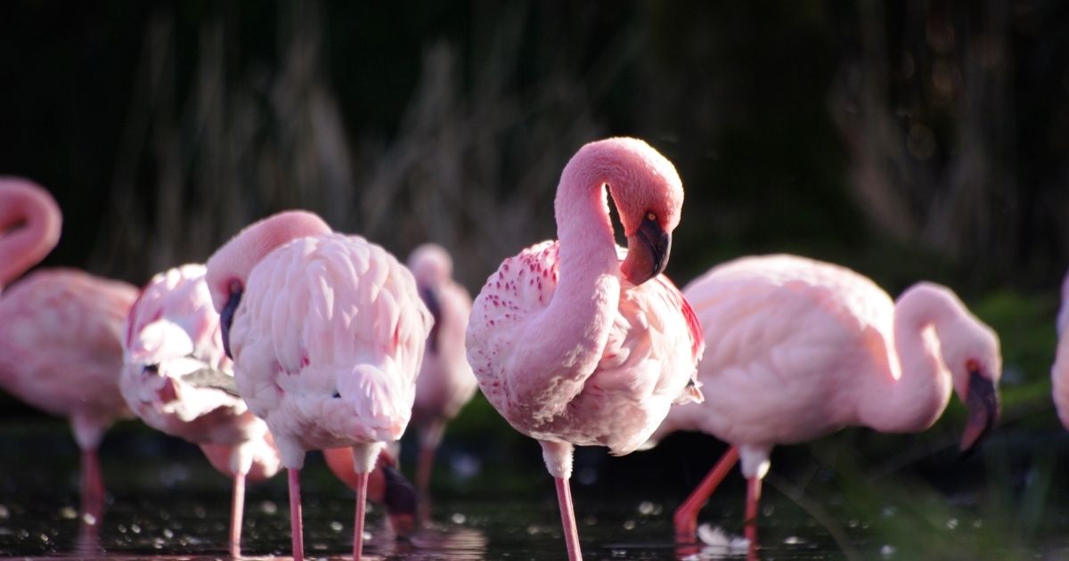 Flamingolar Neden Pembe, Sebebi Nedir?