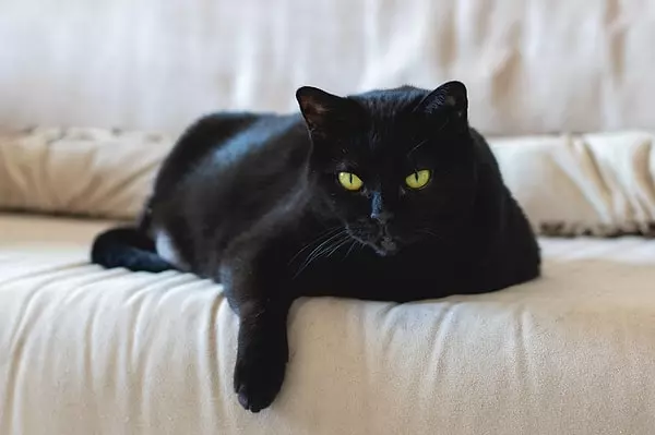 Rüyada siyah kedi görmek ne anlama gelir?