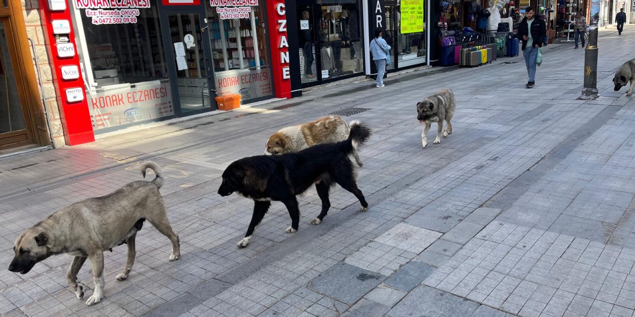 Ağrı’da köylerdeki köpekler şehir merkezine bırakılıyor