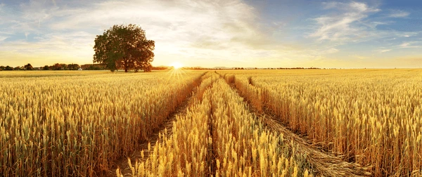 Rüyada buğday tarlası görmek ne anlama gelir?