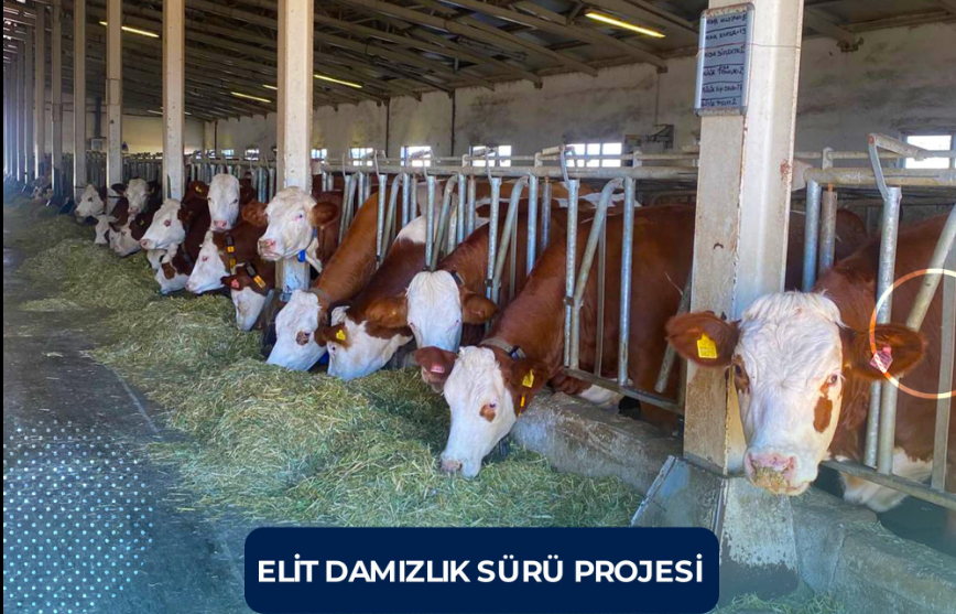 Erzurum'da Elit Damızlık Sürü Projesi ile Hayvancılıkta Kalite Atlıyor!