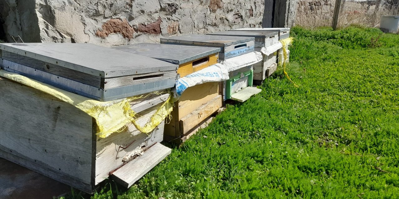 Ağrı’da arılar doğaya salındı
