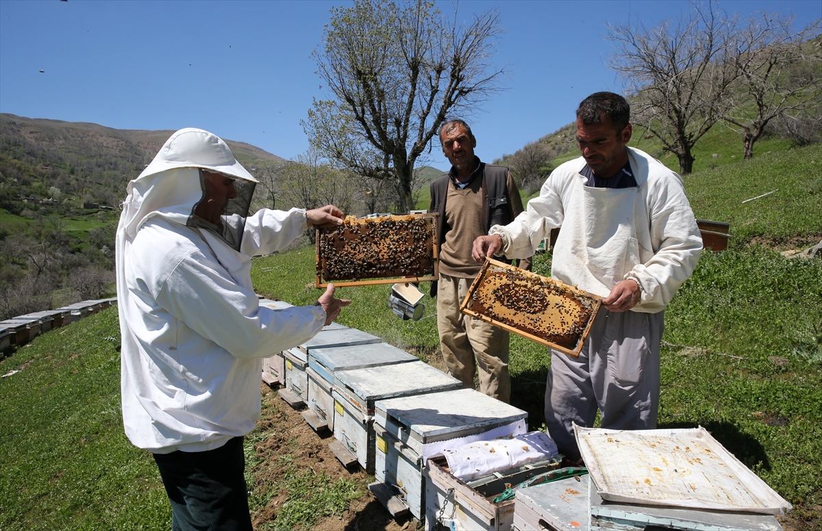 Korkutan arı ölümleri: Koloniler yok olma tehlikesinde