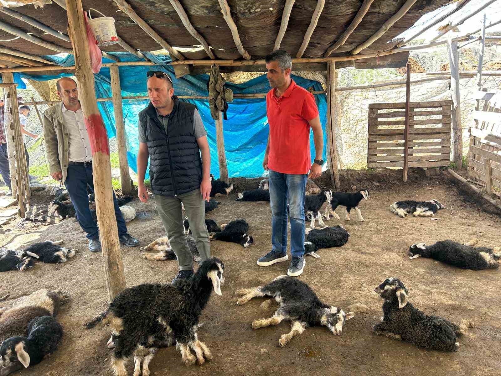 Başıboş köpek saldırısında 45 hayvanı telef olan çiftçiye hayırseverden destek