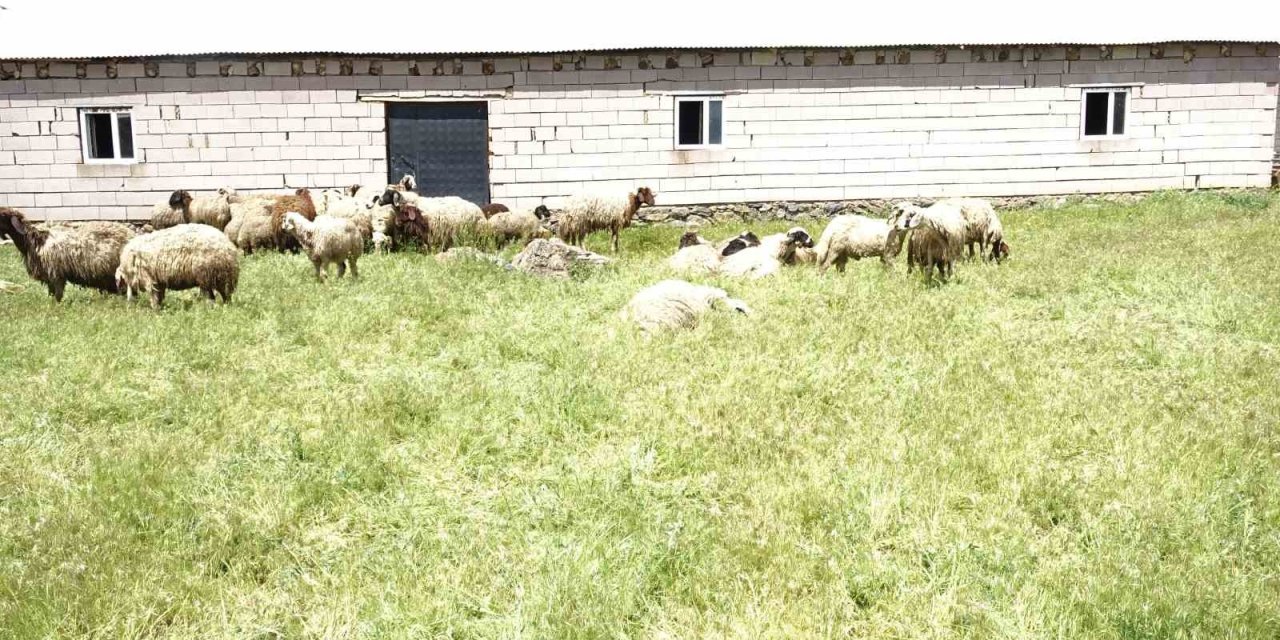 Erciş’te ahırda havasız kalan koyunlar telef oldu