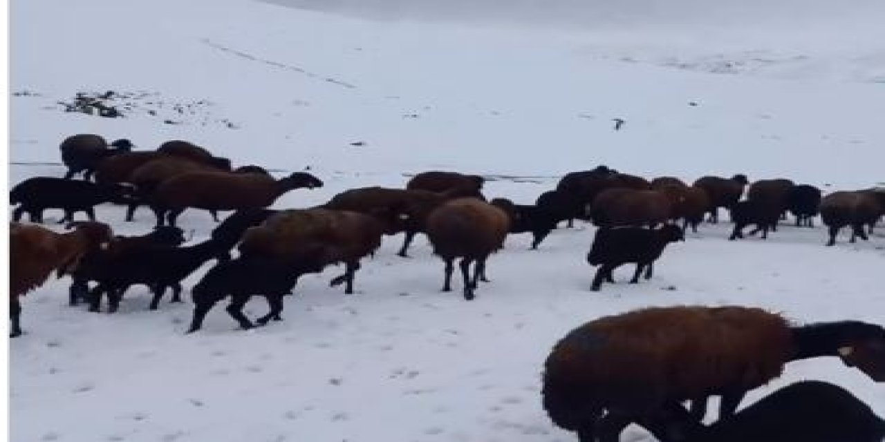 Kar Yağışına Yakalanan Koyun ve Kuzu Sürüsü Ağılları Geri Getirildi