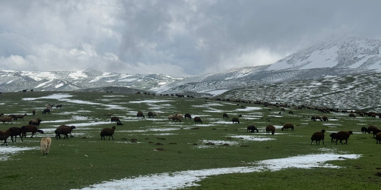 Karla Kaplı Meralarda Koyun Sürüleri Otlatılıyor