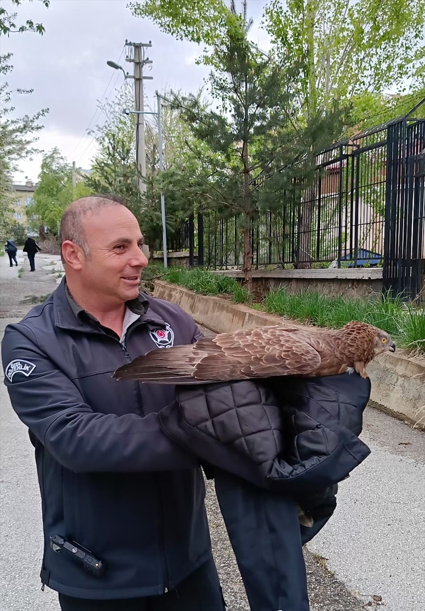 Bitkin halde bulunan şahin bakıma alınırken uçtu