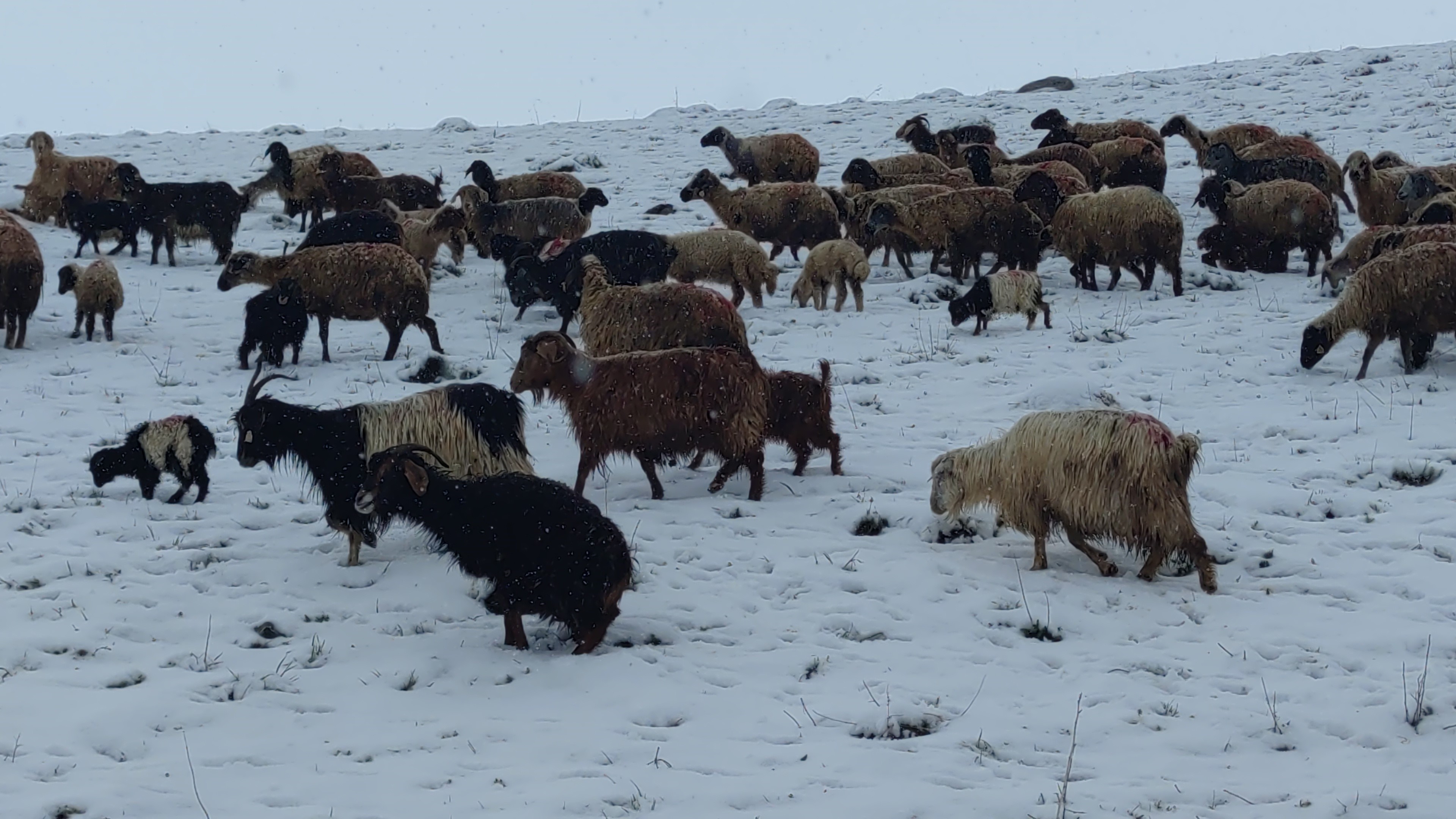 Kar yağışına yakalanan koyun sürüsü zor anlar yaşadı
