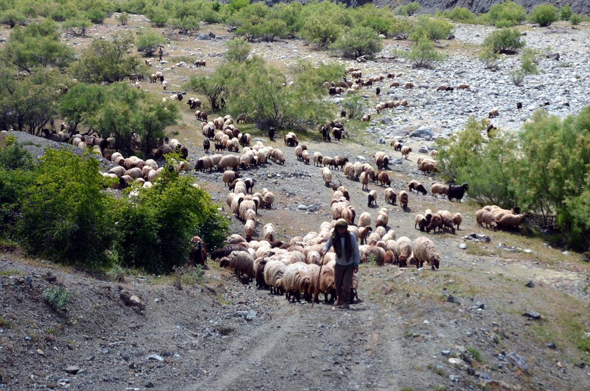 Muşlu besicilerin yayla yolculuğu başladı