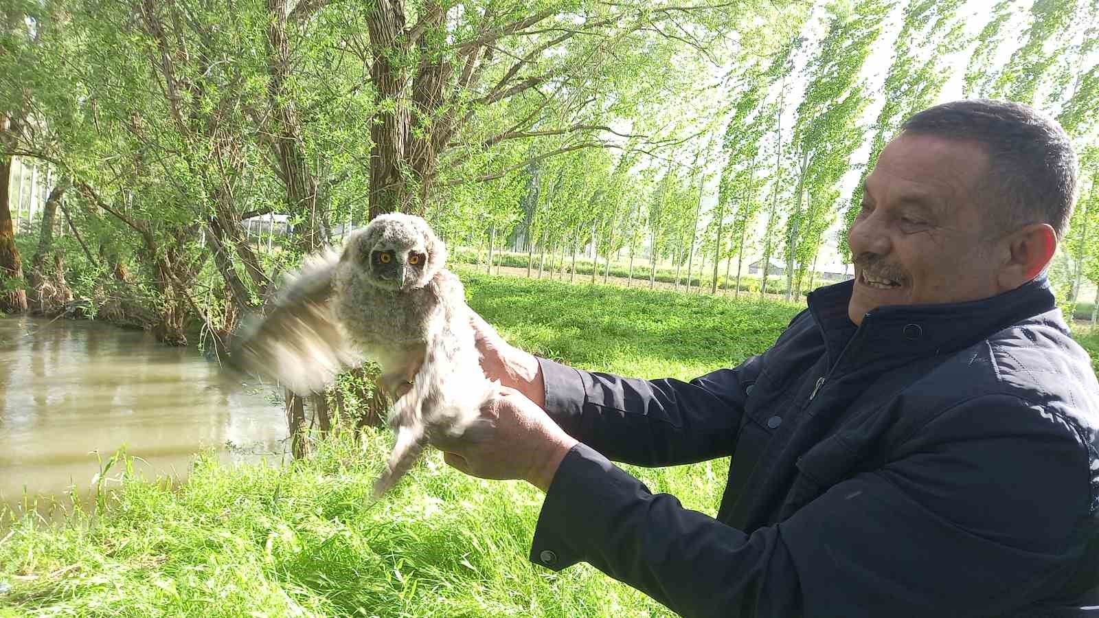 Yavru baykuş yuvadan düştü, vatandaşlar seferber oldu