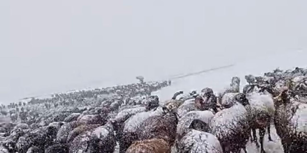 Ağrı'da besiciler kar yağışına hazırlıksız yakalandı