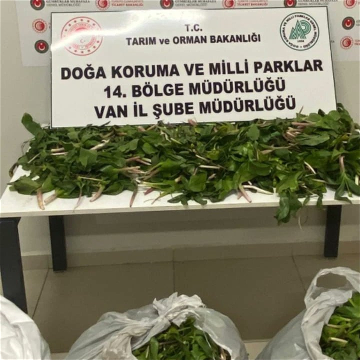 Van'da dev soğan bitkileriyle yakalanan 6 kişiye ceza yağdı